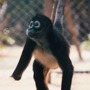 AMPERIO-Spider Monkey Baby