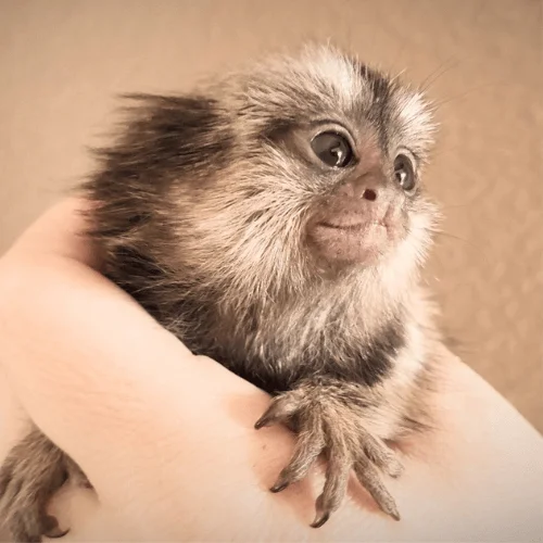 Adorable Common Marmoset for Sale – Oliver, Male, 5 Months Old