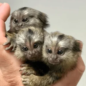 Affectionate Female Pygmy Marmoset for Sale – Luna, Female, 6 Months Old