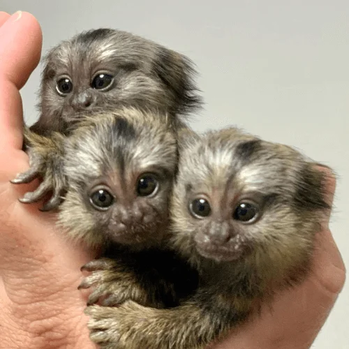 Affectionate Female Pygmy Marmoset for Sale – Luna, Female, 6 Months Old