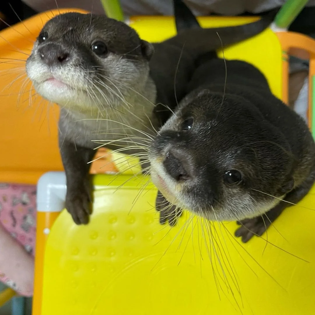 Asian Otters for sale – Male Asian Otters for sale