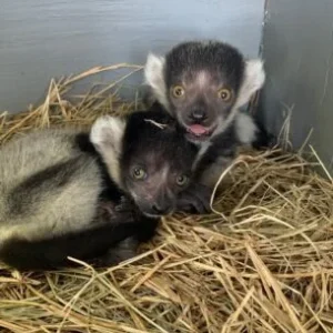 Baby black-and-white ruffed lemur