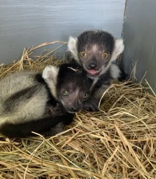 Baby black-and-white ruffed lemur