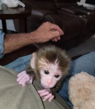 Bali – Male Macaque Baby