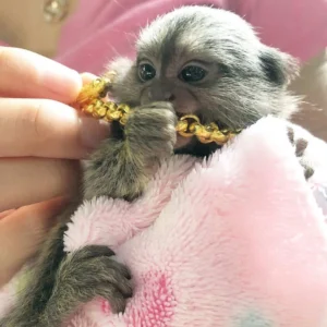 Beautiful Pygmy Marmoset Monkey for Sale – Hazel, Female, 8 Months Old