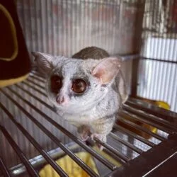 Bush Baby Female – Bush baby pet for sale