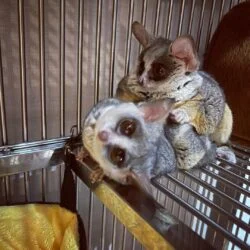 Bush Baby Male – Bush baby pet for sale