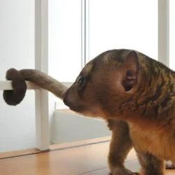 Buy Kinkajous Male2