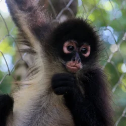 CATALINA-Spider Monkey Baby