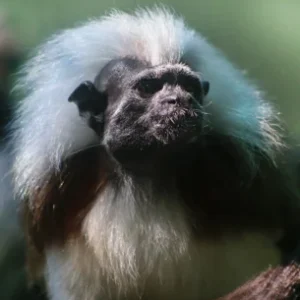 COCO & BONGO-Cotton head tamarin Baby