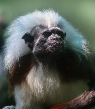 COCO & BONGO-Cotton head tamarin Baby