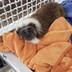 Cotton-Top Tamarins Monkeys2