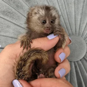 Curious Female Pygmy Marmoset for Sale – Maisie, Female, 2 Months Old