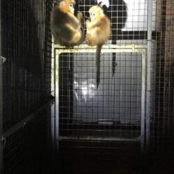 Golden snub-nosed monkeys for sale