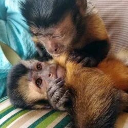 Java macaque Monkeys For Sale2