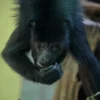KEVIN-Howler Monkey Baby