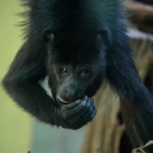 KEVIN-Howler Monkey Baby