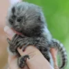 Lively Pygmy Marmoset for Sale – Babbie, Female, 10 Months Old