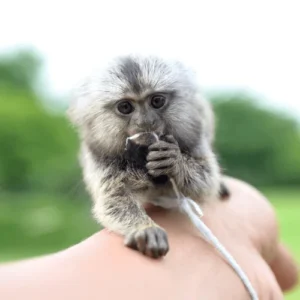 Spirited Pygmy Marmoset for Sale – Jasper, Male, 14 Months Old