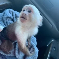 White-faced Male Capuchin Monkey