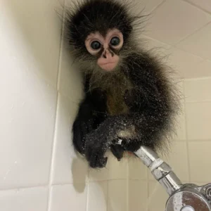 manga-playful-male-spider-monkey