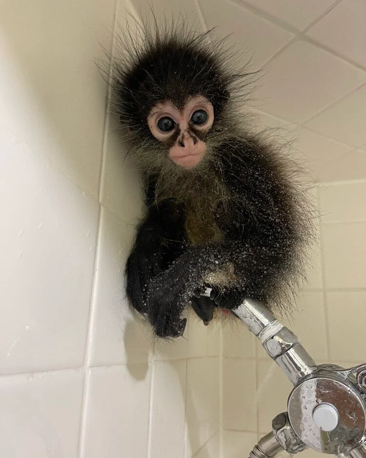 manga-playful-male-spider-monkey